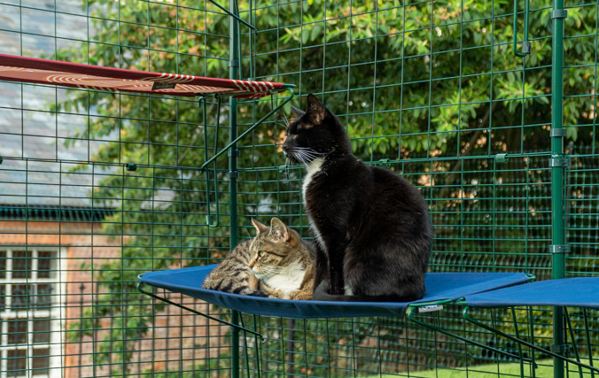 Gatti rilassati su una brandina in tessuto all'interno di un catio