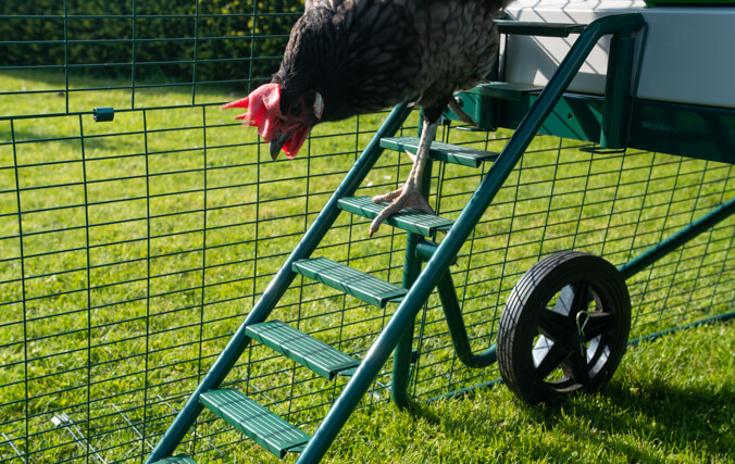 A chicken walking down the new and improved Eglu Go Up ladder with non-slip grips