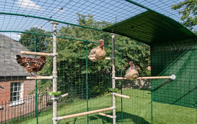 Galline che giocano nel recinto Walk-In di Omlet accessoriato con il posatoio per galline PoleTree