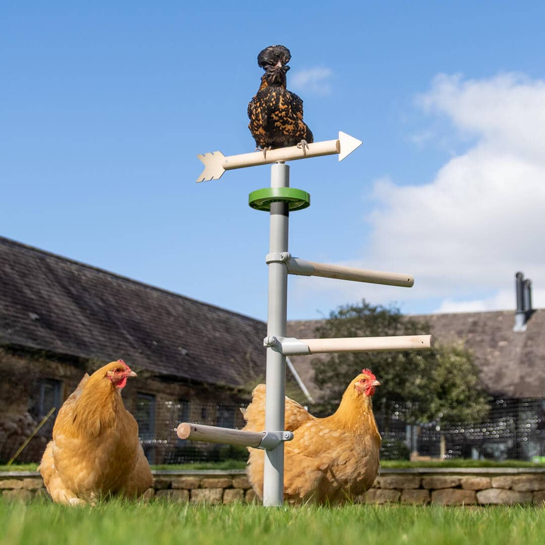 Galline appollaiate in giardino sul posatoio universale della Omlet, Freestanding