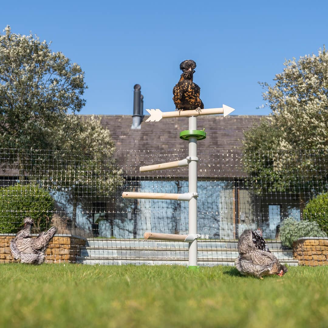 Un gruppo di galline gioca con dei giochi per galline ed è appollaiata sul posatoio Freestanding in giardino