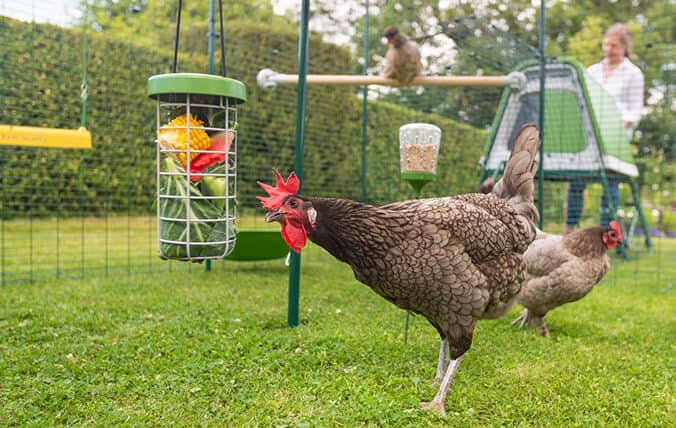 galline che giocano con il dispenser Caddi e il gioco da beccare al sicuro nel loro recinto Walk-In