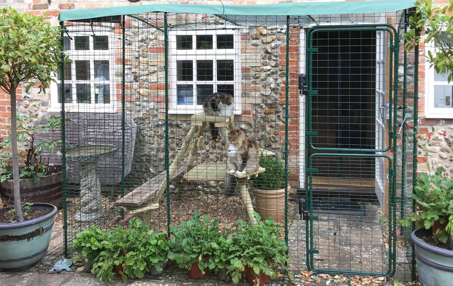 gatti che giocano in un catio esterno