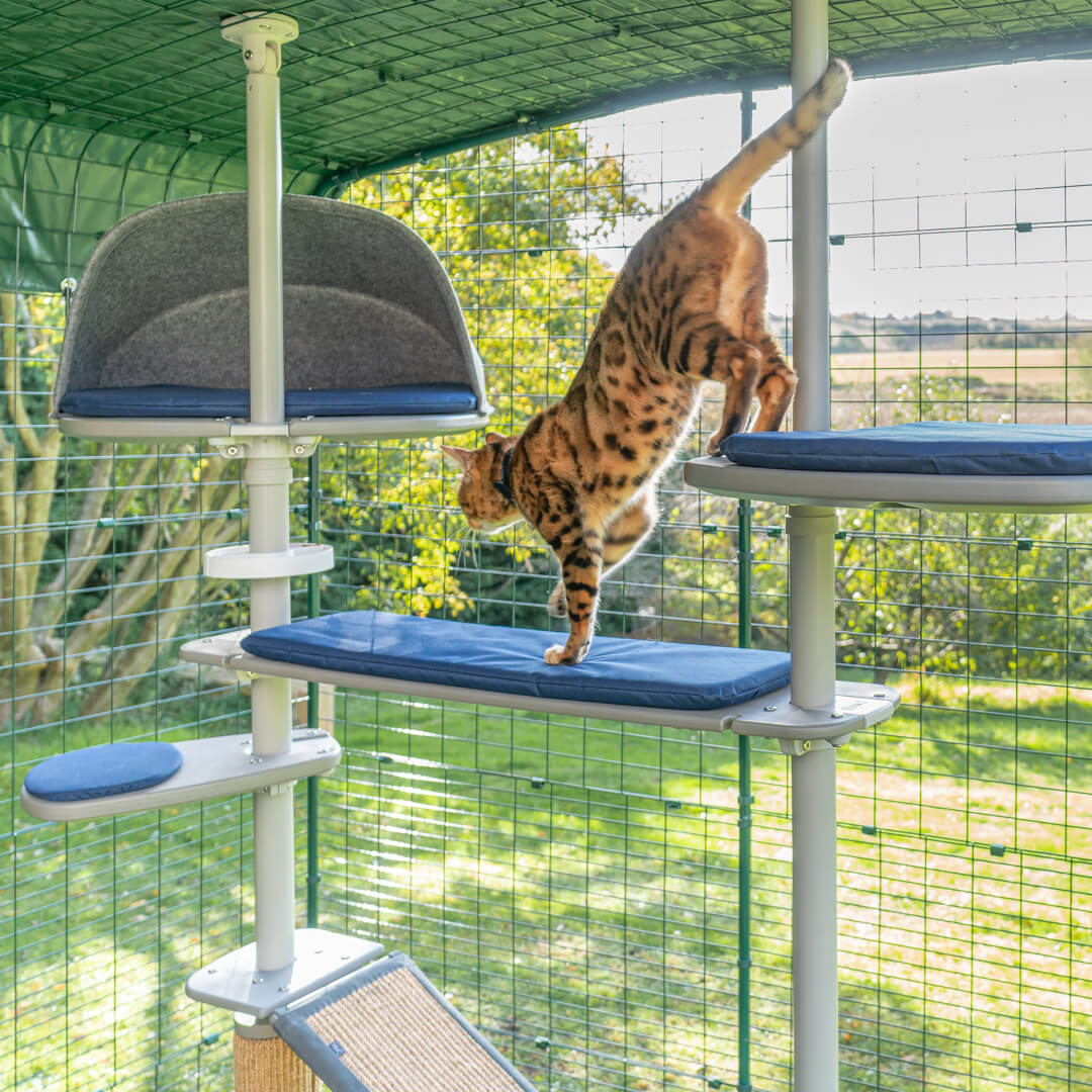 Un gatto che gioca con l'albero per gatti da esterno all'interno di un catio