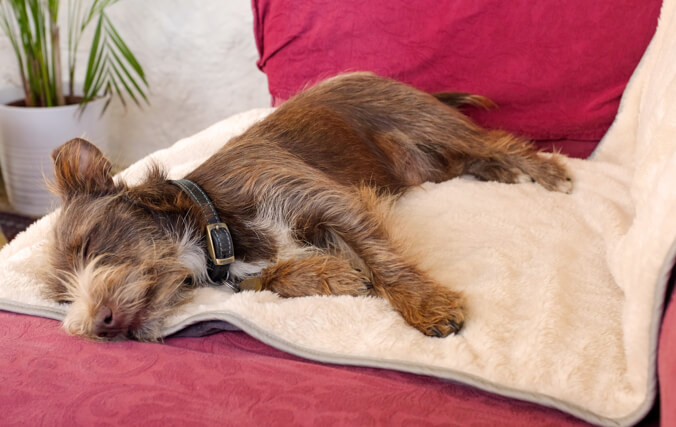 Un cane di piccola taglia che dorme sulla poltrona utilizzando l'elegante e soffice coperta Omlet per proteggerla.
