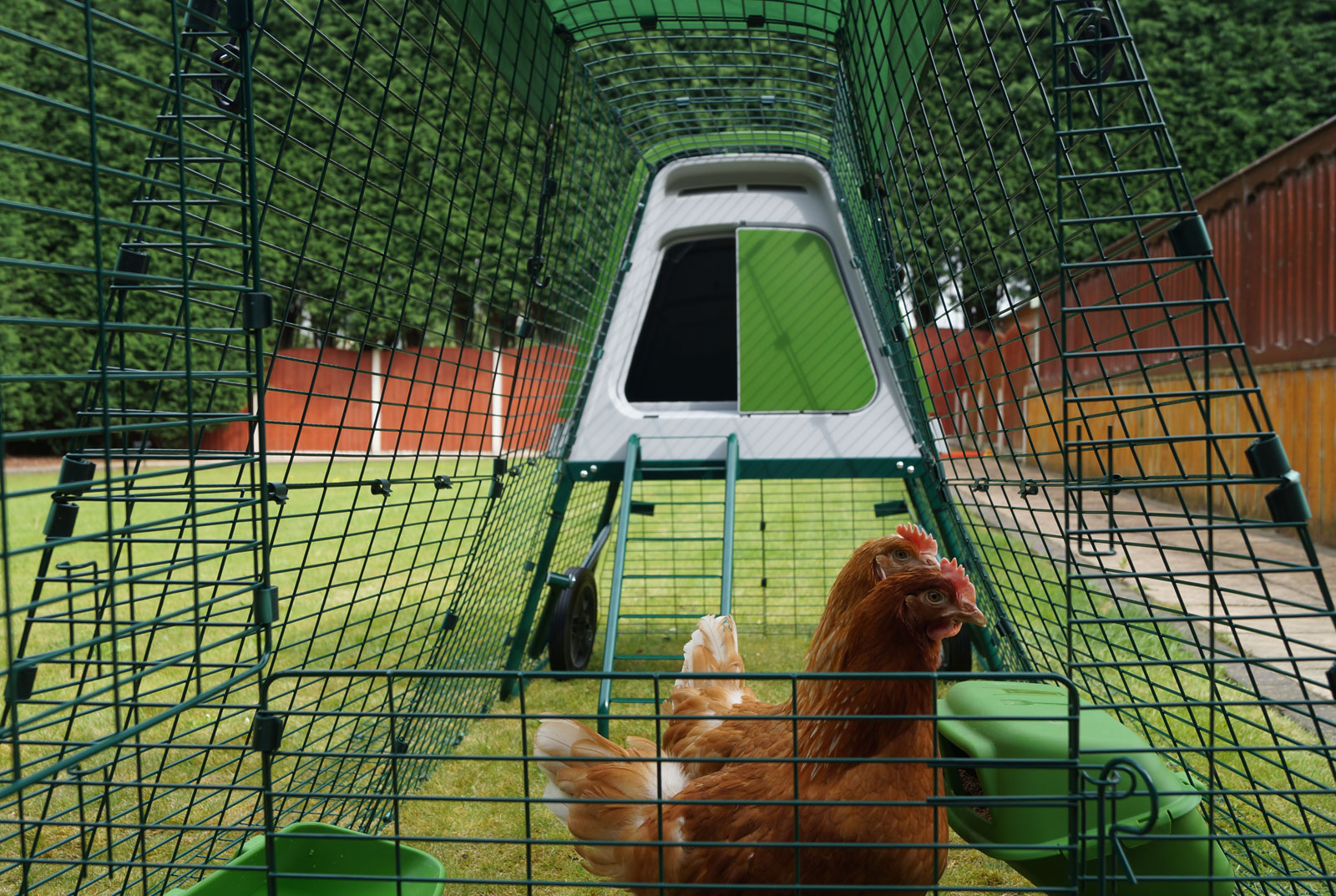 Le Gingernut Ranger Daphne e Velma di Stephanie Croft che si godono il loro nuovo Eglu Go Up con recinto