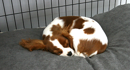 A soft comfy dog bed in a Fido