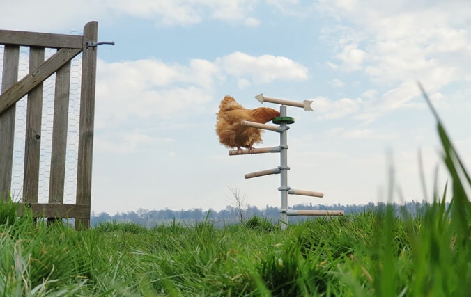 Galline che mangiano premietti dal dispenser posizionato sul posatoio universale free standing