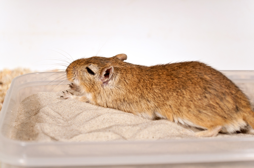 A gerbil enjoying a sand bath.