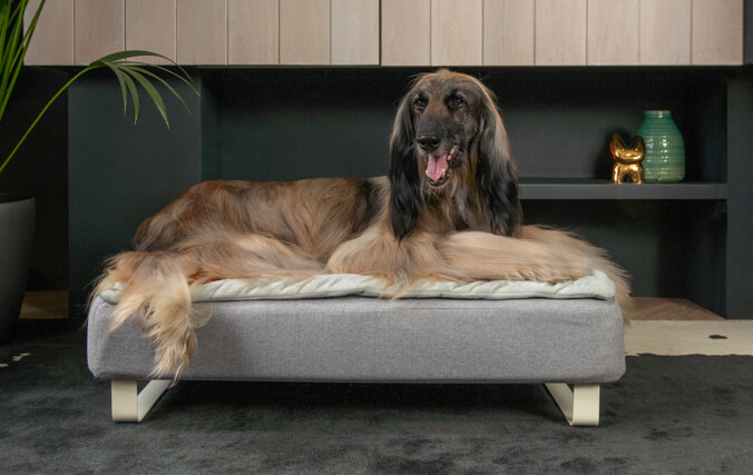 un greyhound anziano steso su una cuccia topology in memory foam