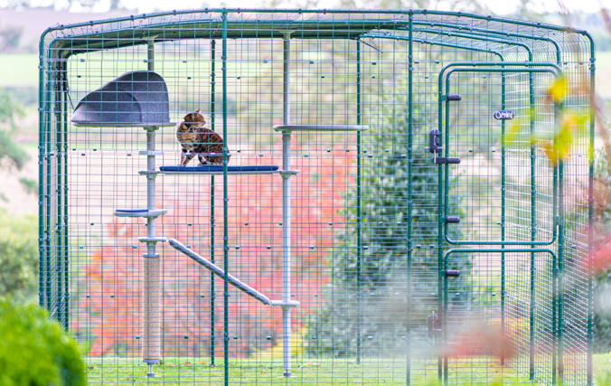 Un gatto all'interno di un ampio catio esterno walk in