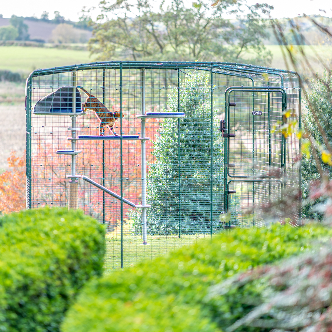 Gatto su un albero per gatti Freestyle in un Catio di Omlet in un giardino