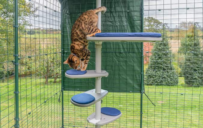 Gattini utilizzano un gradino extra per personalizzare alle esigenze del singolo gatto