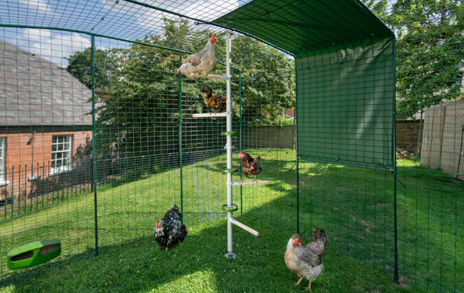 PoleTree posatoio per galline personalizzabile, Divertimento per tutti!