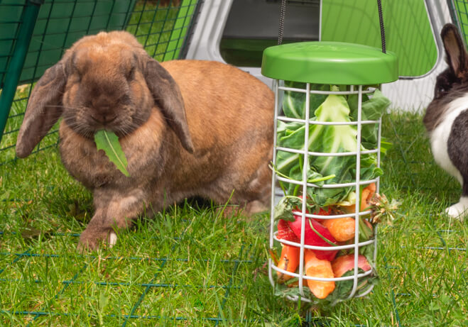 Un coniglio marrone chiaro che mangia frutta e verdura da un dispenser Caddi appeso ad una recinzione per conigli Eglu Go