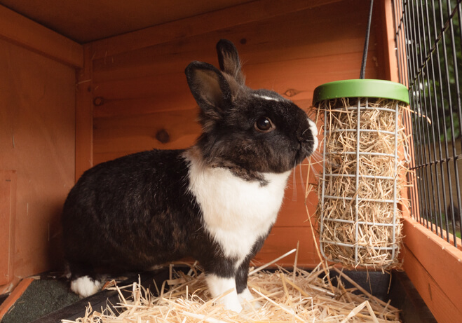 Un coniglio bianco e nero mangia dal dispenser interattivo Caddi all'interno di un recinto Eglu