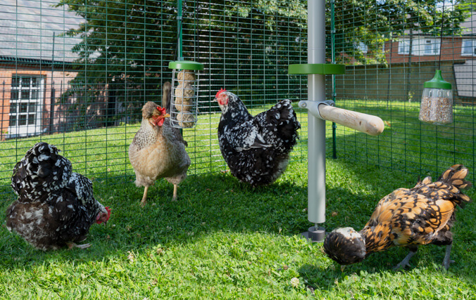 Galline giocano e mangiano premietti all'interno di un recinto walk in