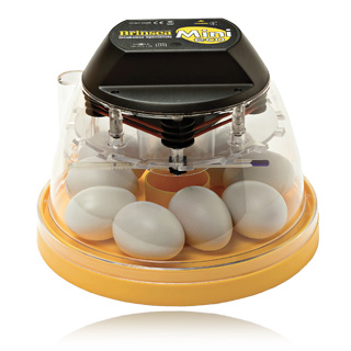 Incubazione e allevamento