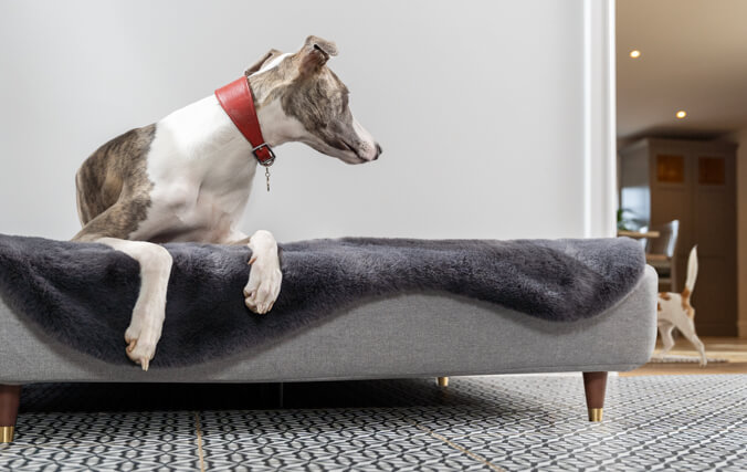Greyhound steso su un'elegante cuccia topology in memory foam mentre guarda un altro cane